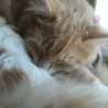 の写真