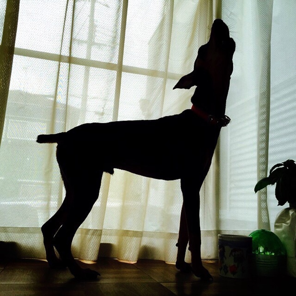 ハチのカバー写真