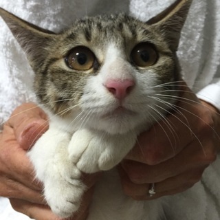 穏やかで優しいキジシロ子猫ちゃん、コウくん♪