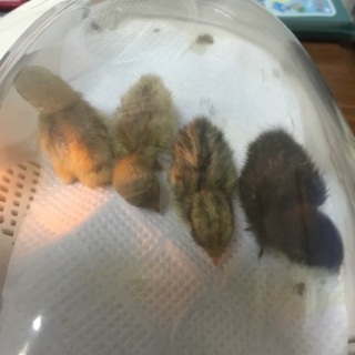 ヒメウズラのヒナ