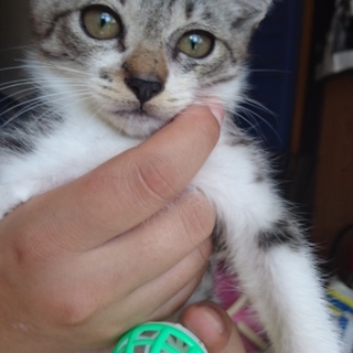 耳の大きなかわいい子猫♪里親急募！！