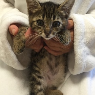 スリゴロ、キジトラおんにゃのこ、クーコちゃん♪