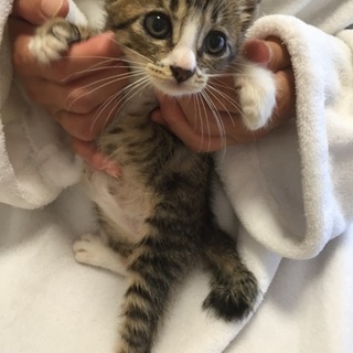 ちびちびスリゴロ、キジシロ子猫、キキちゃん♪