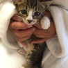 ちびちびスリゴロ、キジシロ子猫、キキちゃん♪ サムネイル2