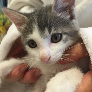 グレ白のかわいい男の子、グレくん♪