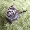 里親さん決定しました！ありがとうございます‼