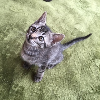 里親さん決定しました！ありがとうございます‼
