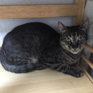 1歳未満の若いキジ虎のメス猫、チャビちゃん♪