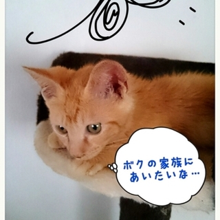 ベタベタゴロゴロの甘ったれな茶トラの男の子♥ 