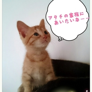 ゴロゴロな茶トラにはちょっとだけ珍しい女の子♥ 