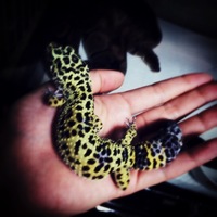 ヒョウモントカゲモドキ