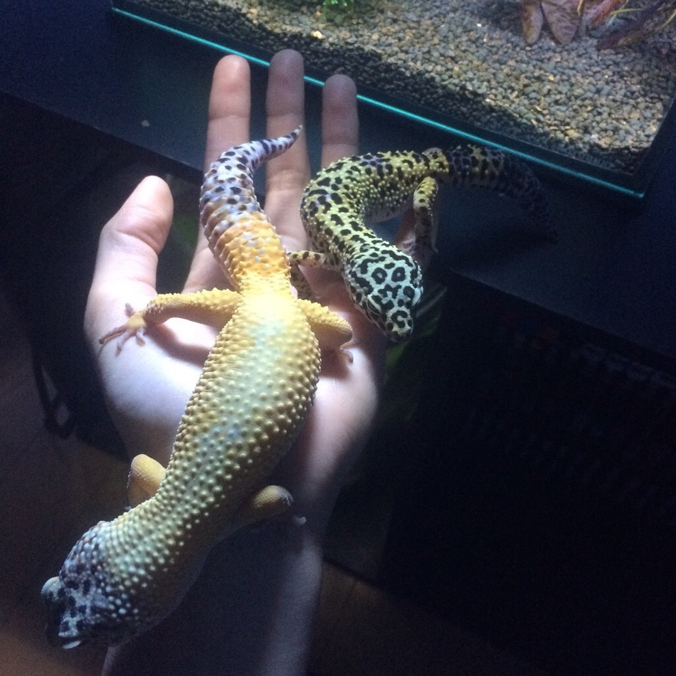 ヒョウモントカゲモドキのカバー写真