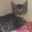 キジ子猫　生後２ヶ月
