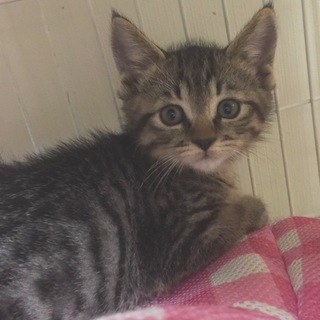 キジ子猫　生後２ヶ月