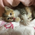 子猫の里親を探しています。