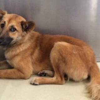 ネイティブ犬の女の子です。