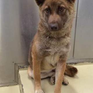 ネイティブ犬の女の子です。