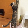 の写真