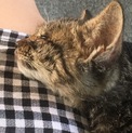 人懐っこい、可愛いにゃんにゃんです(=^x^=)