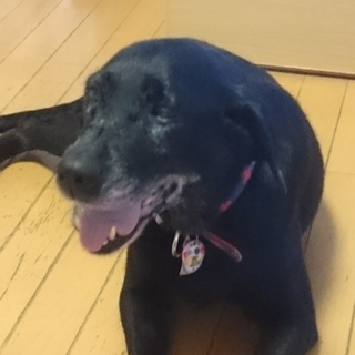 人間大好き！甘えん坊の黒ラブ！ソニアちゃん♀