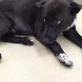 ネイティブ犬の男の子です。