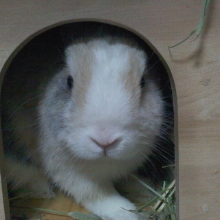ミニウサギ♂です