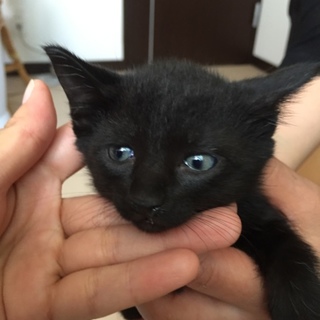 黒猫☆女の子
