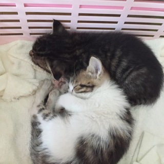 処分を免れた子猫に救いの手をお願いします！