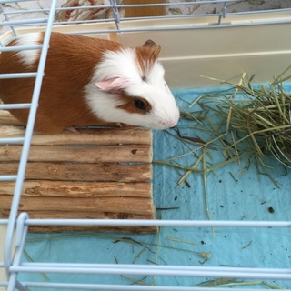 モルモットの優しい家族を探してます。