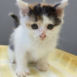 ５匹の子猫が飼主放棄！