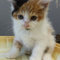 ５匹の子猫が飼主飼育放棄！！