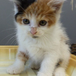 ５匹の子猫が飼主飼育放棄！！