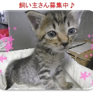 可愛いキジトラくんです♪