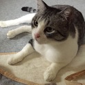 大きな猫  ぶっちゃん