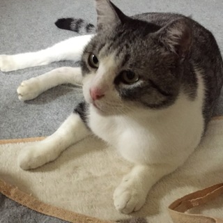 大きな猫  ぶっちゃん