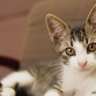 【医療済】人馴れ抜群!!キジ白ミルクくん♪