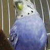 pell