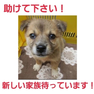 小さな命期限があります！助けて下さい！