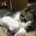 元気いっぱい！キジトラ白にゃん！