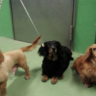 里親様決定★満室！愛嬌あるダックスちゃん