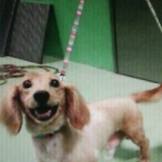 里親決定★満室！懐っこいダックス君！