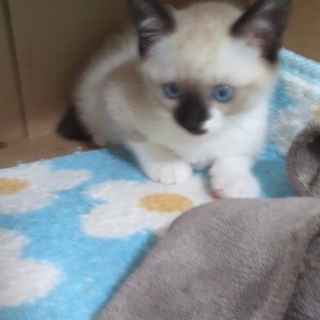 里親さん決定しました。ありがとうございます。