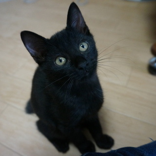 クロちゃん・やんちゃな甘えん坊です