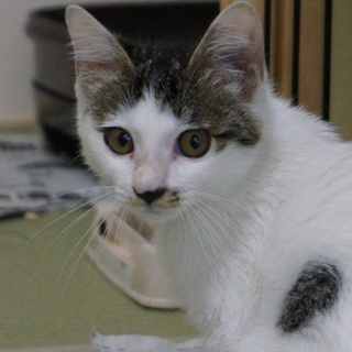 お転婆な骨折ちゃん