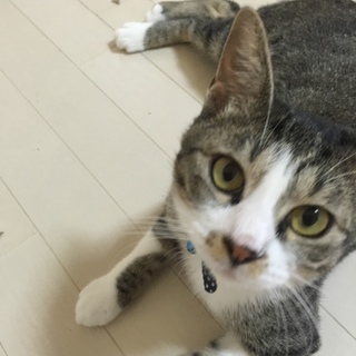 優しい甘えん坊です