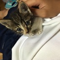 可愛い子猫育ててください