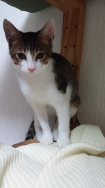 可愛いらしいキジシロ猫ちゃん 大阪府 猫の里親募集 1044 ペットのおうち 月間利用者150万人