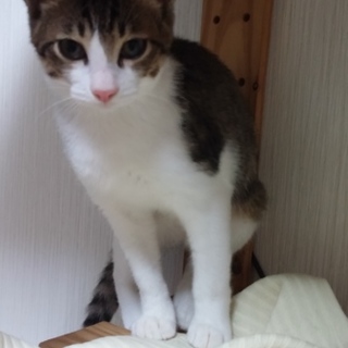 可愛いらしいキジシロ猫ちゃん