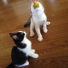 パクリ！