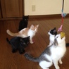 仔猫ーズ